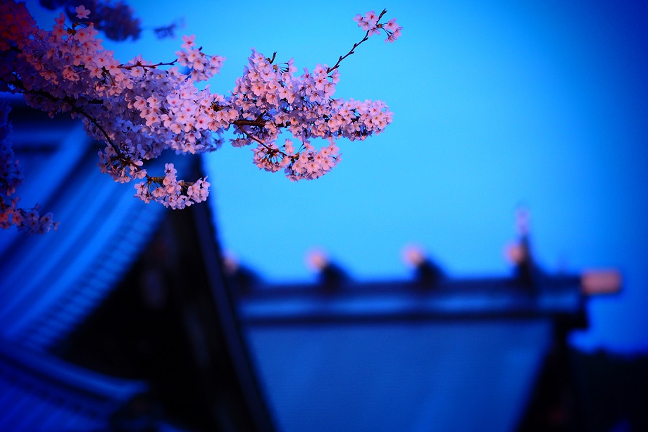 3月16日（金）～21日（水） 山岸伸 写真展「靖國の桜」