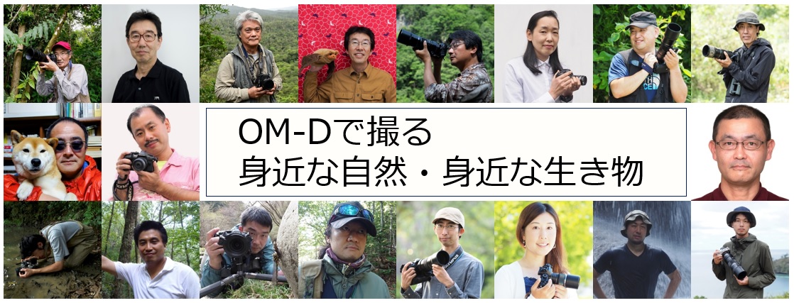 2020年7月24日～8月5日　日本自然科学写真協会（SSP）有志展「OM-Dで撮る身近な自然・身近な生き物」