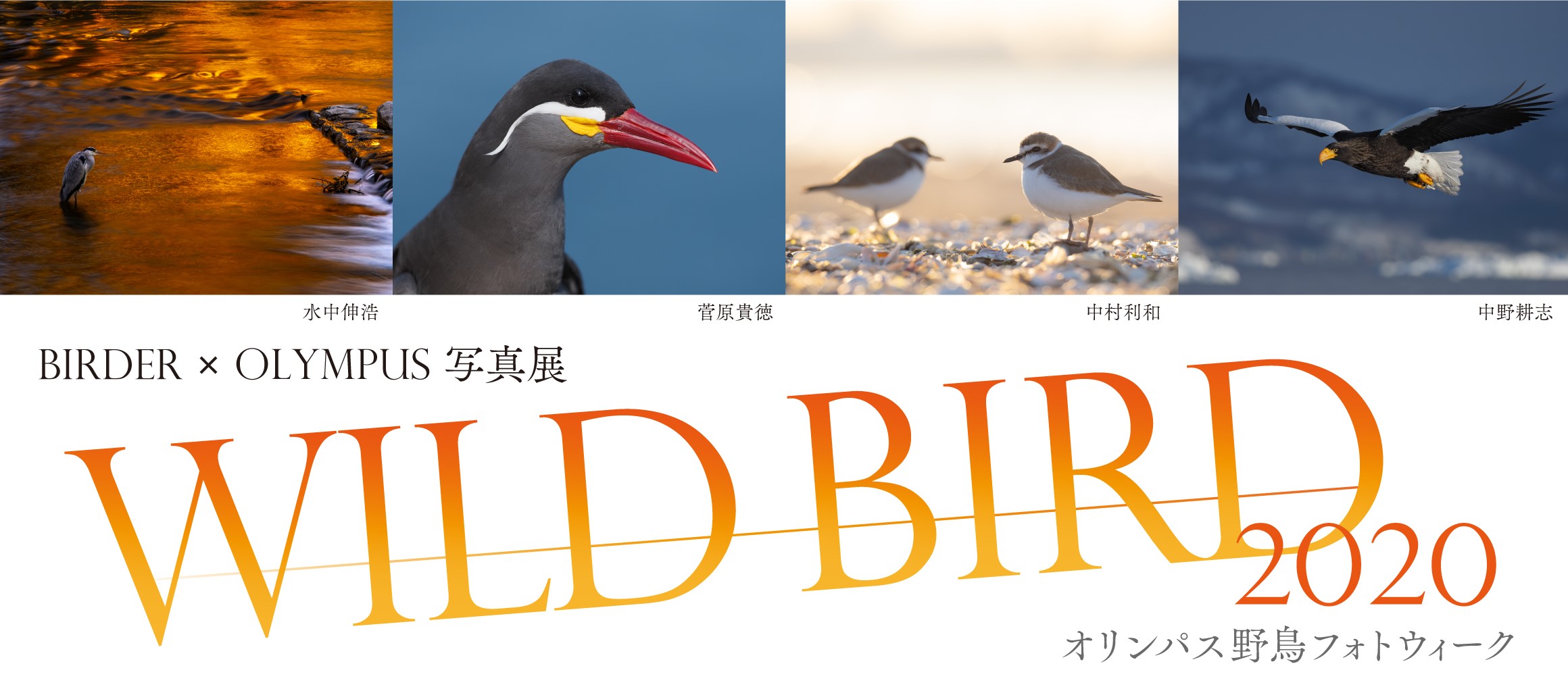2020年11月20日～11月25日　BIRDER×OLYMPUS写真展「WILD BIRD 2020」