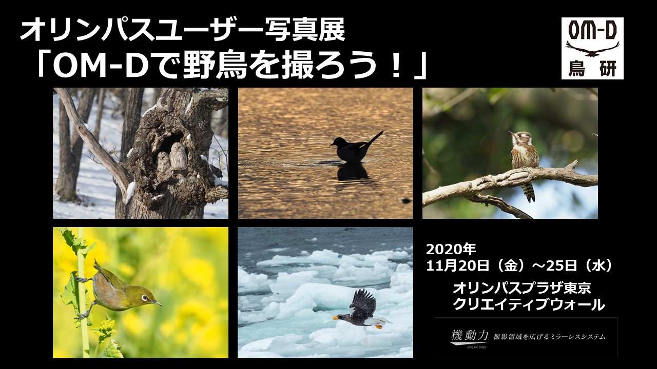 2020年11月20日～11月25日 　オリンパスユーザー写真展「OM-Dで野鳥を撮ろう！」