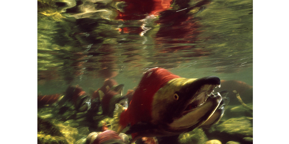 2021年9月2日～9月13日　岡野昭一 写真展　「紅鮭・生命の詩」カナダ・アダムス川