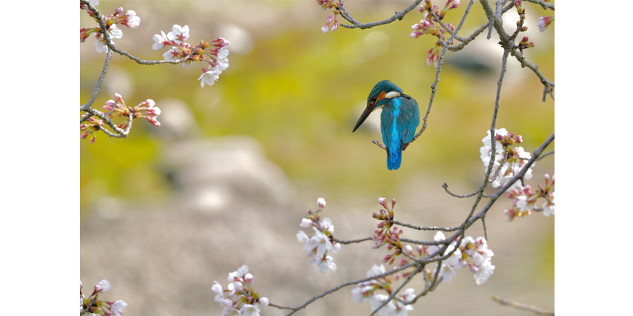 2022年2月3日~2月14日　日本野鳥の会カレンダー作品展 ～野鳥と四季折々の風景～