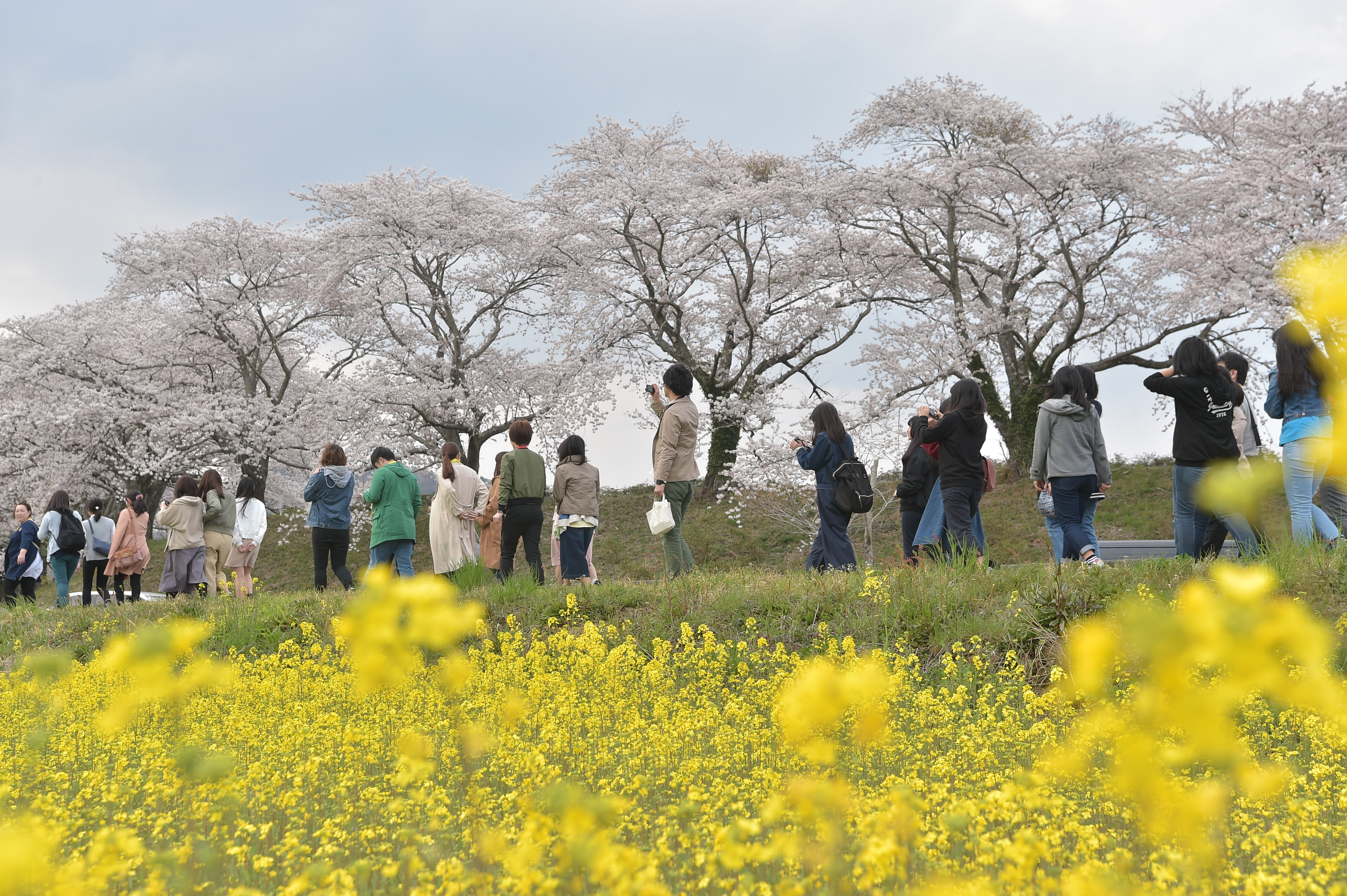 5/26(金)社団法人 ならはみらい「楢葉町の休耕田を活用した花畑の撮影会写真展」