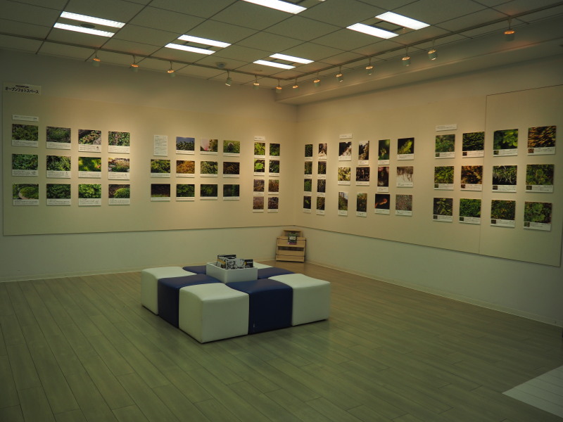 岡山コケの会関西支部　　ちいさな苔の写真展