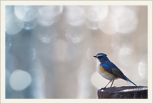 鳥の壁紙 スクリーンセーバー 無料ダウンロード 鳥の写真投稿 ズイコーフレンドクラブ Omデジタルソリューションズ