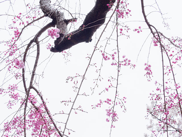 写真家 萩原史郎がM.ZUIKO DIGITAL ED 40-150mm F2.8 PROで撮影した桜の写真