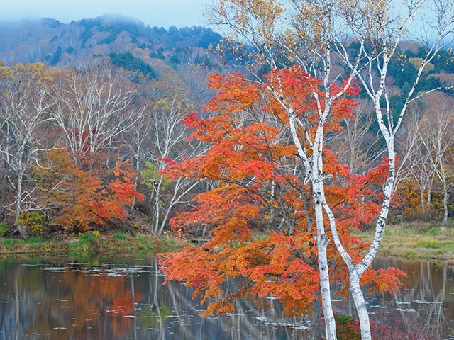 写真家 萩原史郎がM.ZUIKO DIGITAL ED 12-100mm F4.0 IS PROで撮影した志賀高原での紅葉の写真