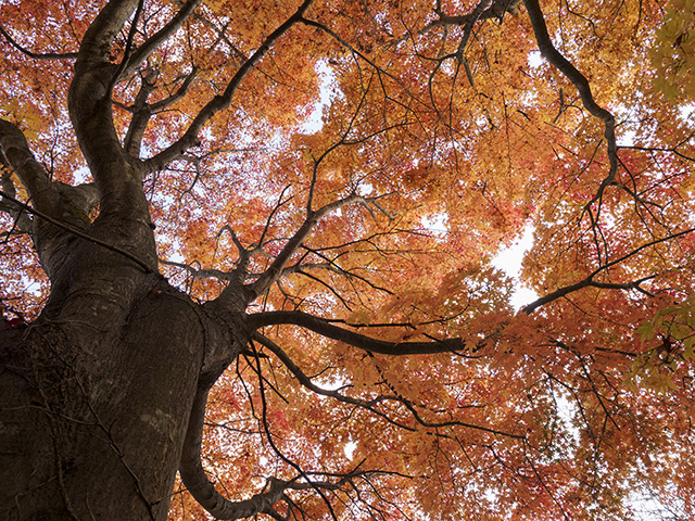 写真家喜多規子がM.ZUIKO DIGITAL ED 7-14mm F2.8 PROで撮影したモミジの木の写真