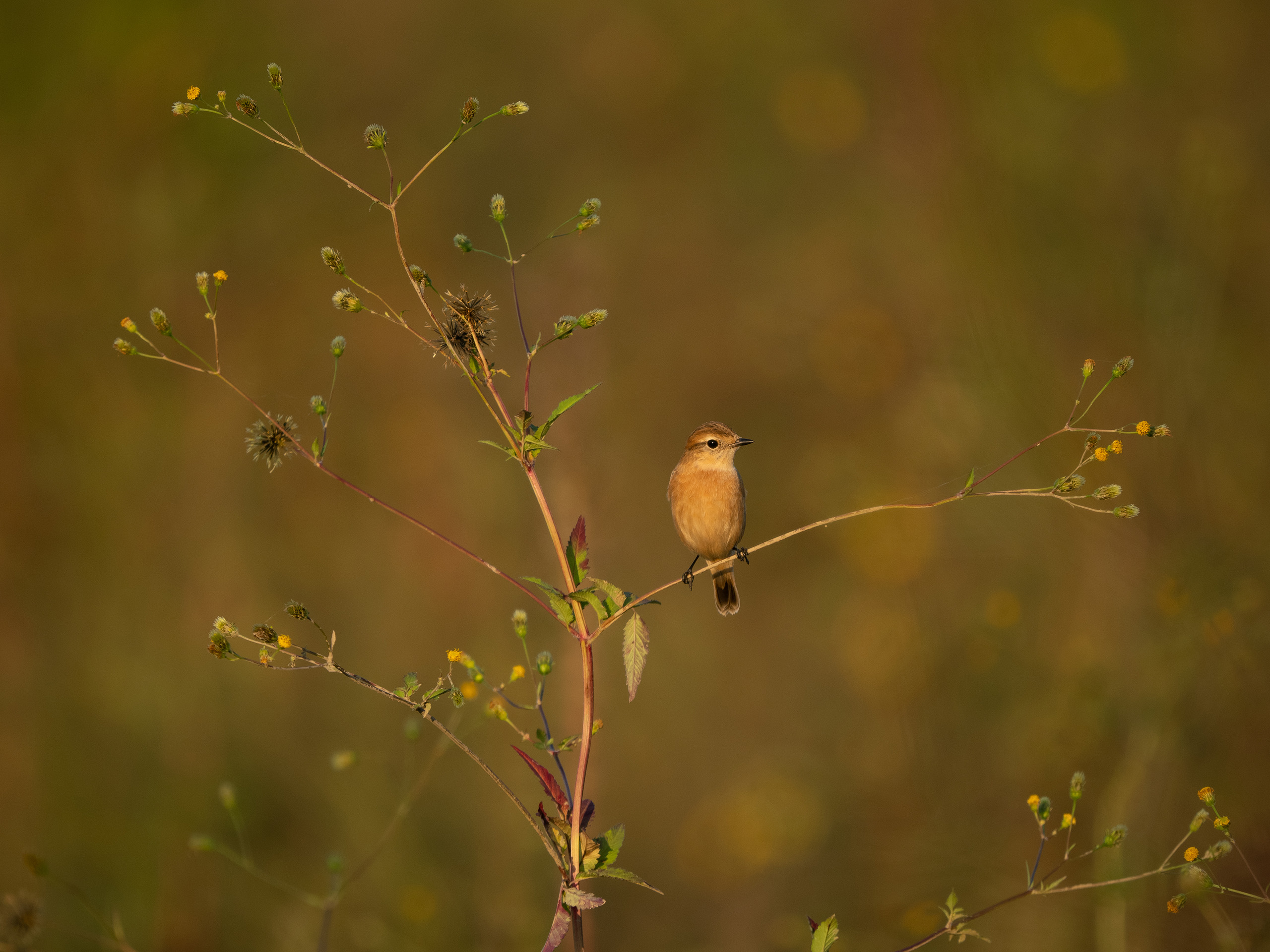 写真家 菅原貴徳 野鳥撮影をはじめよう ～その2 秋の野鳥の出会い方～