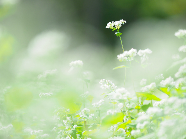 吉住志穂がM.ZUIKO DIGITAL ED 40-150mm F2.8 PROで撮影したソバの花