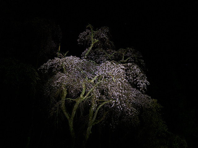 写真家萩原史郎がM.ZUIKO DIGITAL ED 12-100mm F4.0 IS PROで撮影した闇夜に浮かぶ桜の風景写真