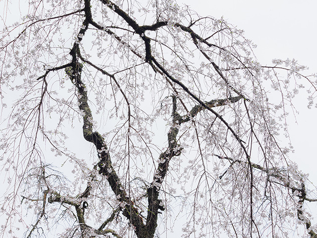 写真家萩原史郎がM.ZUIKO DIGITAL ED 40-150mm F2.8 PROで撮影した白い空を背景にした桜の風景写真