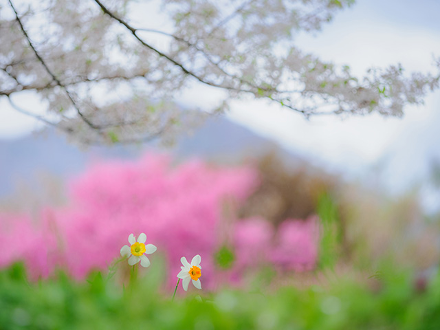 写真家萩原史郎がM.ZUIKO DIGITAL ED 40-150mm F2.8 PROで撮影した桜の陰に隠れて目立たない花に心を寄せて表現した風景写真1