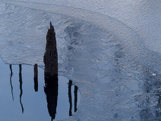 写真家喜多規子がM.ZUIKO DIGITAL ED 40-150mm F2.8 PROで撮影した湖面の立ち枯れと氷の写真