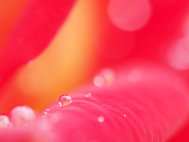 写真家吉住志穂がM.ZUIKO DIGITAL ED 60mm F2.8 Macroで撮影したバラと水滴