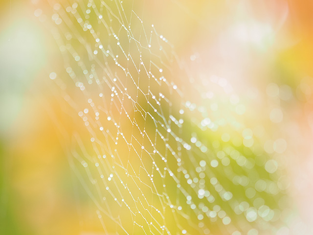 写真家吉住志穂がM.ZUIKO DIGITAL ED 40-150mm F2.8 PROで撮影した雨の日のクモの巣