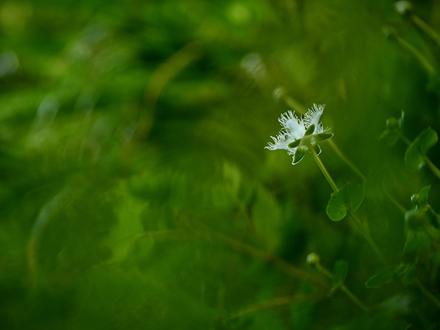 写真家川野恭子がM.ZUIKO DIGITAL ED 12-45mm F4.0 PROで撮影した足元の花