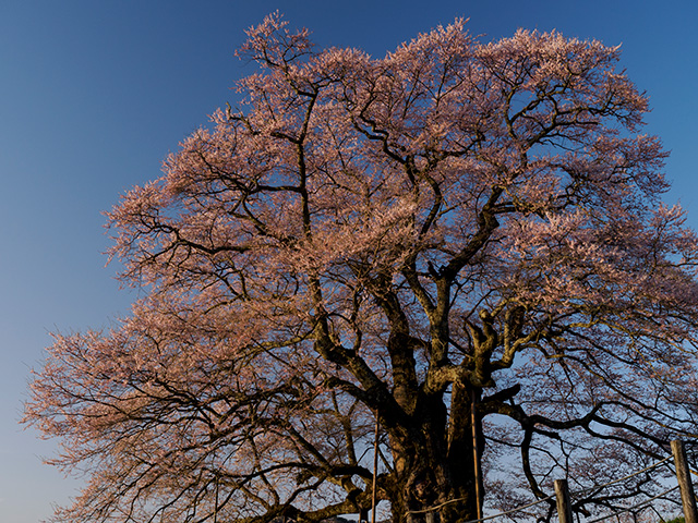 写真家喜多規子がM.ZUIKO DIGITAL ED 12-40mm F2.8 PRO IIで撮影した河津桜の写真
