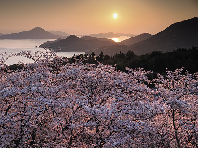 写真家喜多規子がM.ZUIKO DIGITAL ED 8-25mm F4.0 PROで撮影した桜の写真