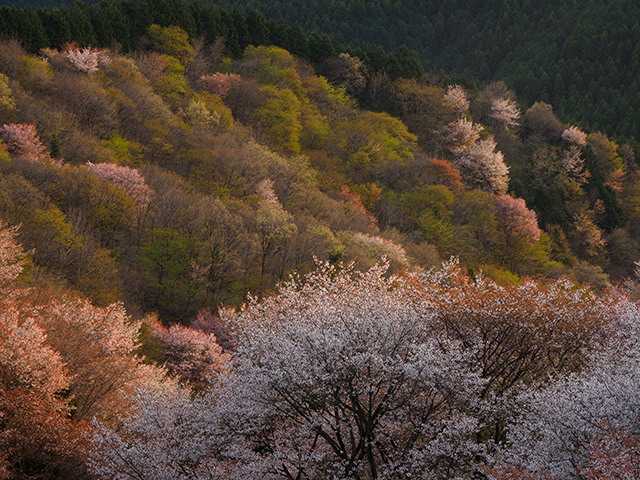 写真家喜多規子がM.ZUIKO DIGITAL ED 12-100mm F4.0 IS PROで撮影した桜の写真