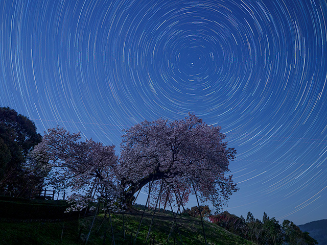 写真家喜多規子がM.ZUIKO DIGITAL ED 12-40mm F2.8 PROで撮影した河津桜と星空の写真
