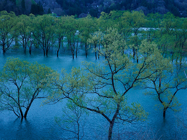 写真家喜多規子がM.ZUIKO DIGITAL ED 12-100mm F4.0 IS PROで撮影した水没林の写真