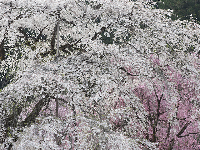 写真家吉住志穂がM.ZUIKO DIGITAL ED 40-150mm F2.8 PROで撮影した枝垂桜