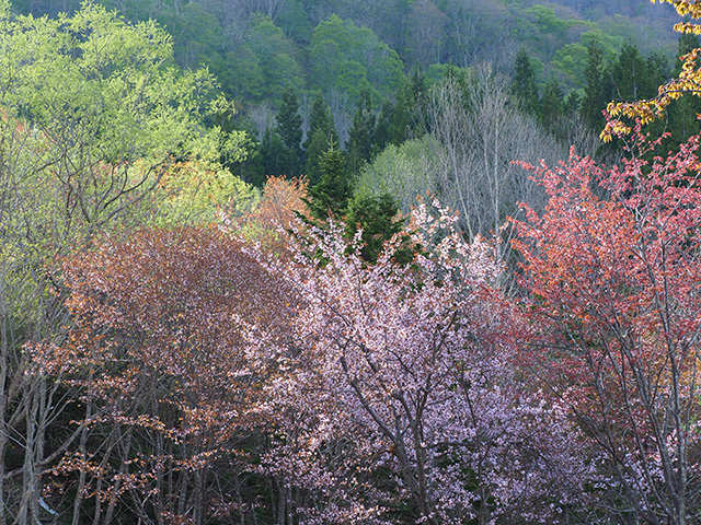 写真家吉住志穂がM.ZUIKO DIGITAL ED 40-150mm F2.8 PROで撮影した山桜