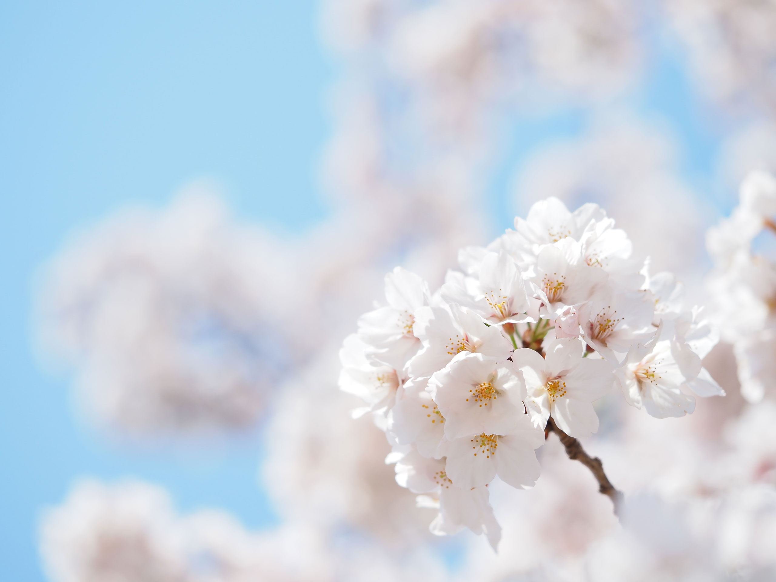 写真家吉住志穂がM.ZUIKO DIGITAL ED 60mm F2.8 Macroで撮影した桜