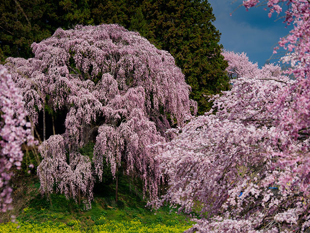 写真家 福田健太郎がM.ZUIKO DIGITAL ED 12-100mm F4.0 IS PROで撮影した桜の写真