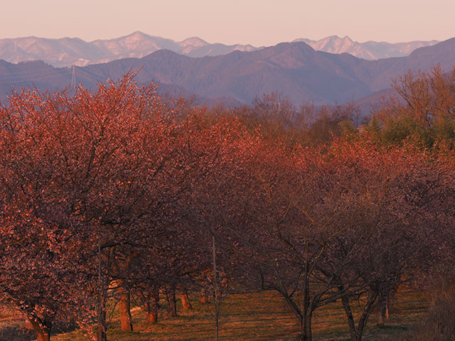 写真家 福田健太郎がM.ZUIKO DIGITAL ED 12-100mm F4.0 IS PROで撮影した桜の写真